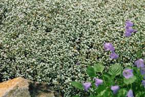 Raoulia australis